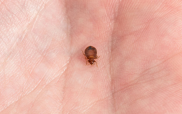 Bed bugs 😫 pic