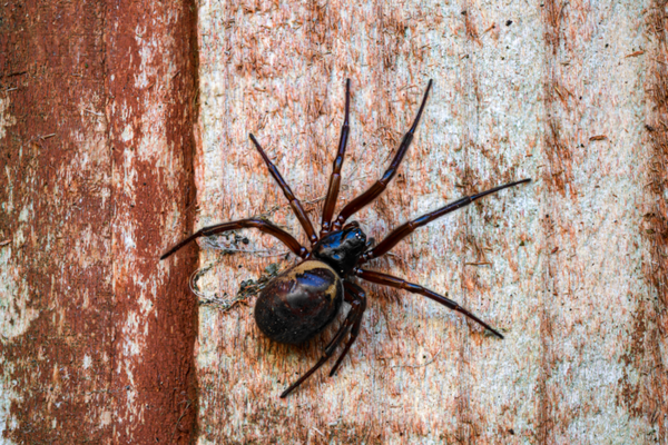 Spider pic, wtf is this?