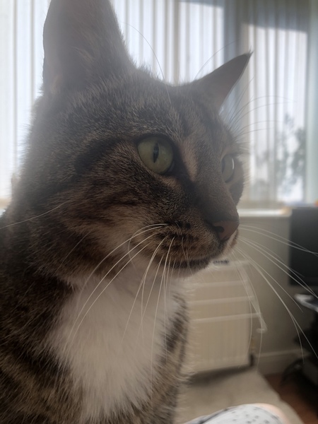Chez Ollie - "Give me your tired, your paw, your purring masses..." - All welcome