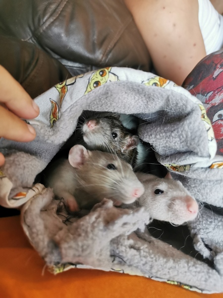 Do people hate pet rats/rodents that much?