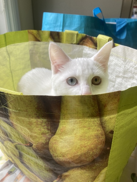 ADs don't want your freedom, ADs don't want to play around