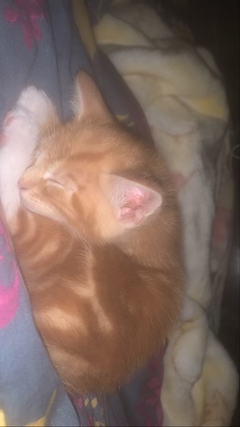 To ask for name ideas for kitten.