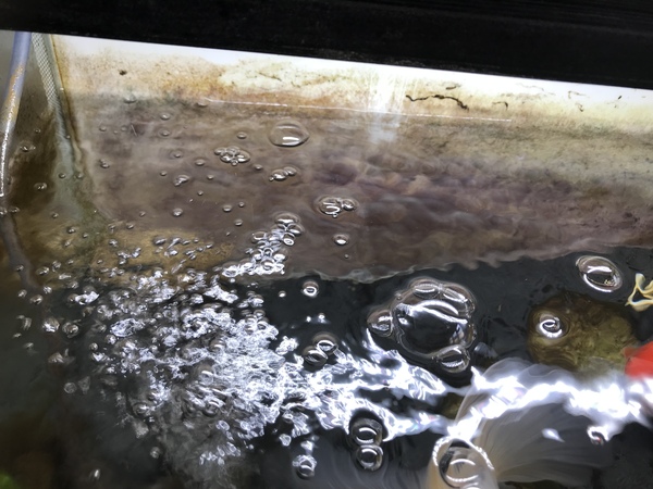 Algae in fish tank