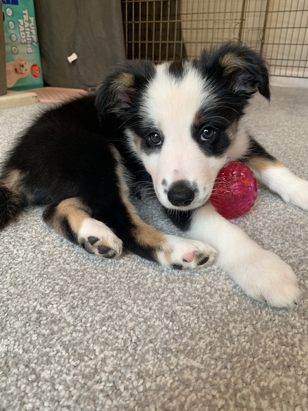 Puppy survival thread. Cold nights in the garden ... yeah...no