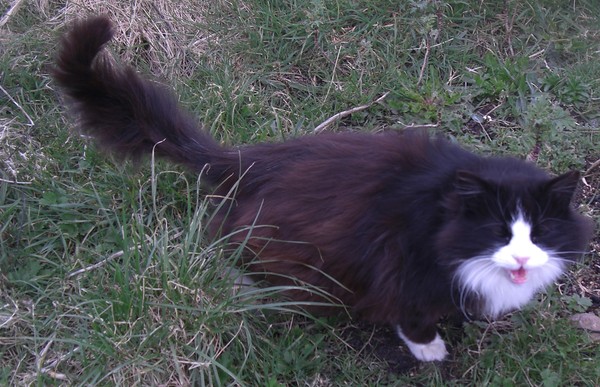 Allowing cat to come and go at night ... thoughts please!