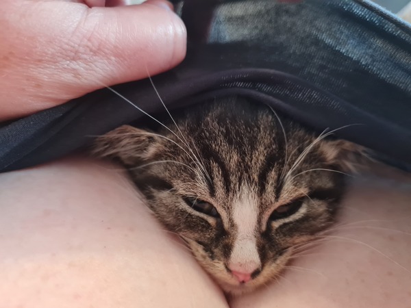 New Kitten After Heartbreak