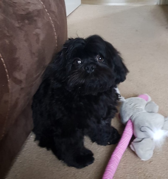 Puppy survival thread. Cold nights in the garden ... yeah...no
