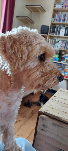 Knit, Crochet and Natter 6: Where there's a wool there's a way