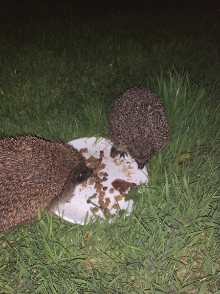 Hedgehogs!