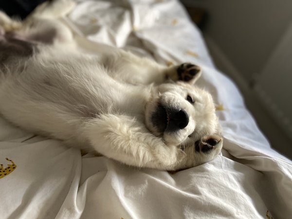 Puppy survival thread. Cold nights in the garden ... yeah...no
