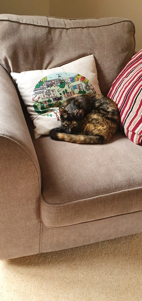 Kitten spending most of its time on the landing?