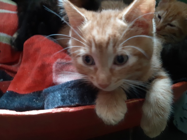 Best kitten photo ever