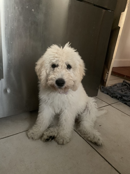 Puppy survival thread. Cold nights in the garden ... yeah...no