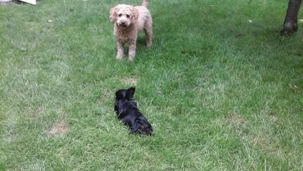 Dog suddenly refusing to set foot in the garden