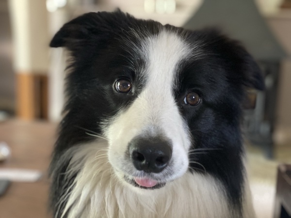 Heard my dog growl for the first time
