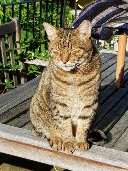 Thug cat part 4.  After all, it's not my Axminster.