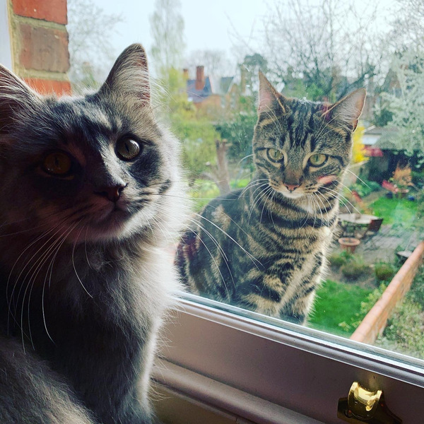 My tiny, beautiful one year old kitty was killed by a car