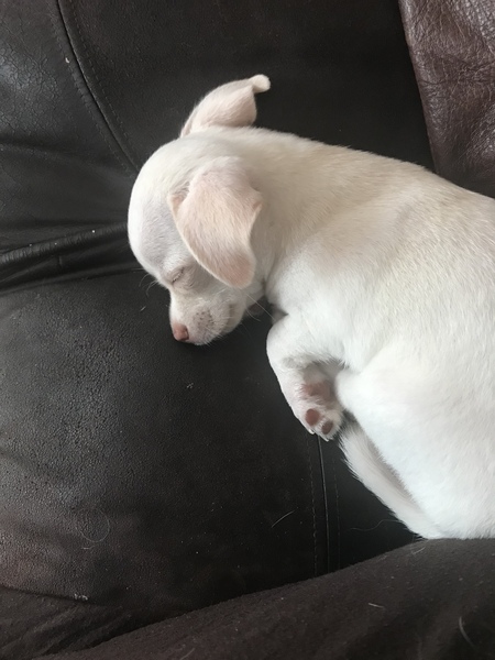 The shy puppy