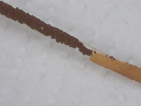 What (insect?) Eggs are these?