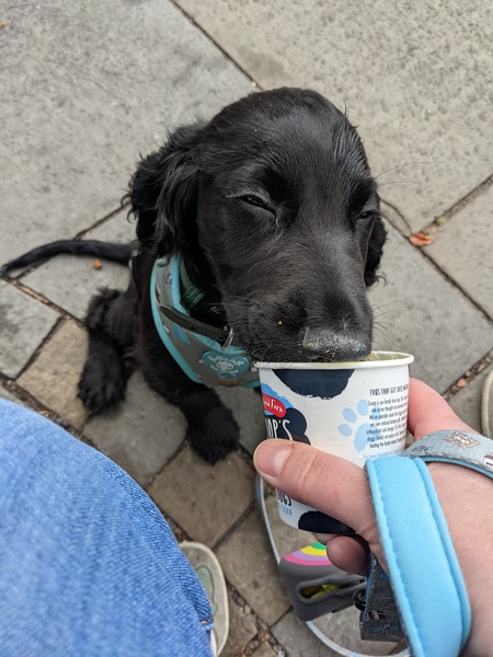 Puppy Survival Thread August part 2