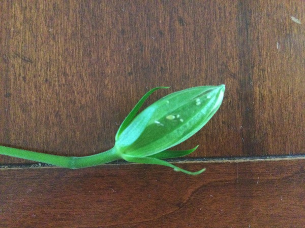 Green flies/bug on hibiscus