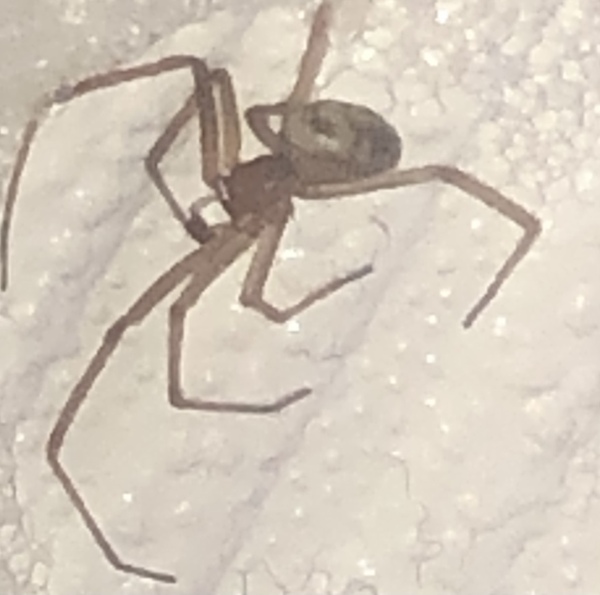 What spider is this?