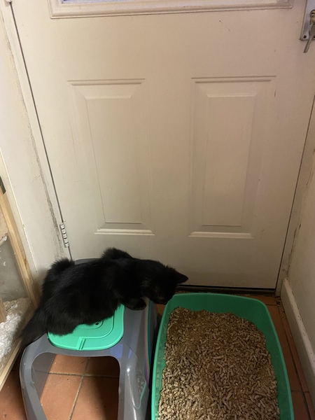 Cat flap in a panelled door?