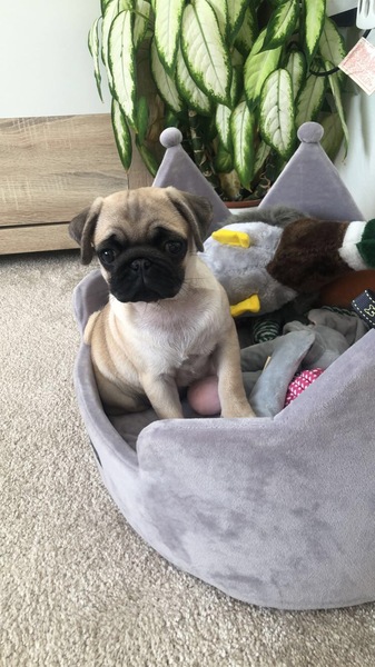 Puppy survival thread. Cold nights in the garden ... yeah...no