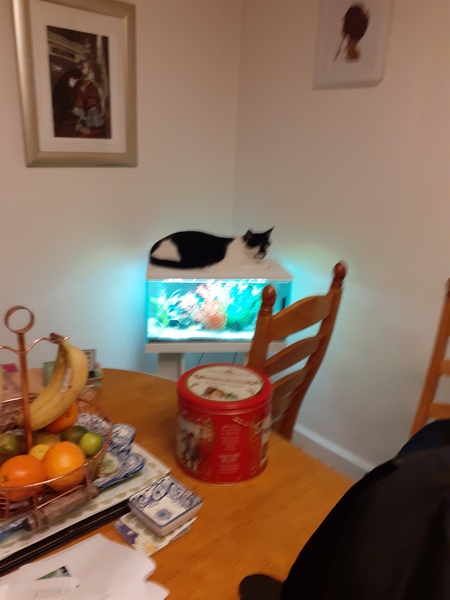 Does your cat wake you all night?