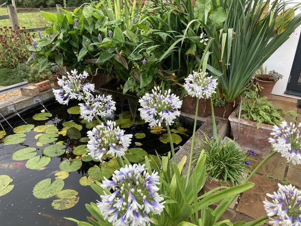 Agapanthus
