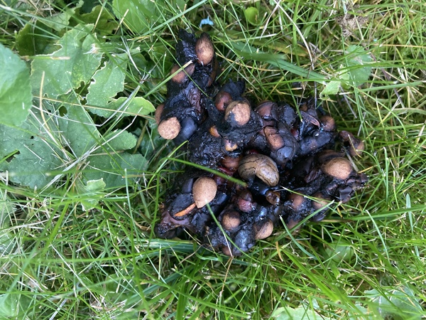 Could this be cat poo?? (Warning-pic of poo)