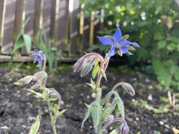 Plant ID