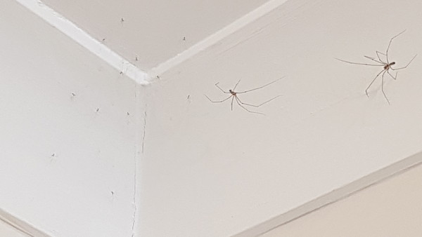 Our wispy spider babies!