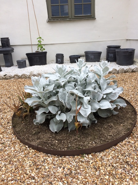 How do I make my flowerbeds nice to sell house? What bedding plants etc
