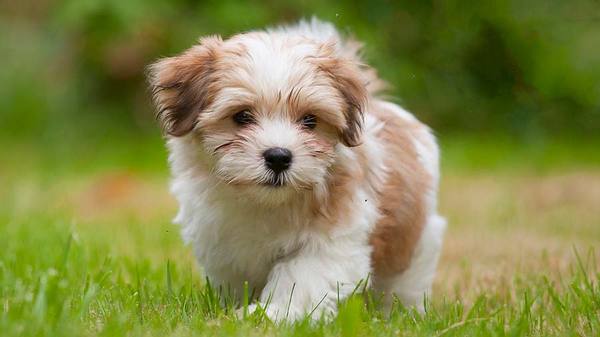 Talk to me about Shih Tzu's