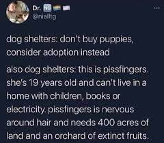 Refused to rehome a dog ...aibu to think it's a ridiculous decision?