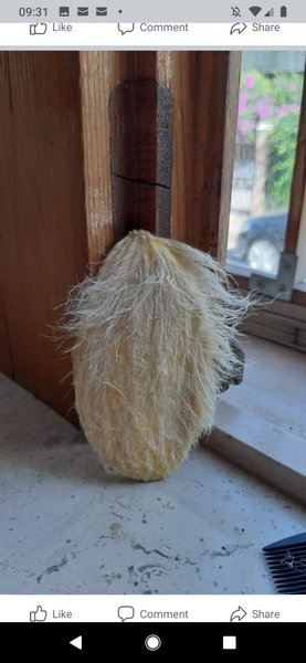 To start a GoFundMe to buy Boris a hairbrush?