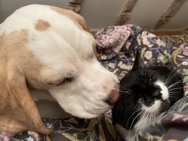 Chez Ollie - "Give me your tired, your paw, your purring masses..." - All welcome