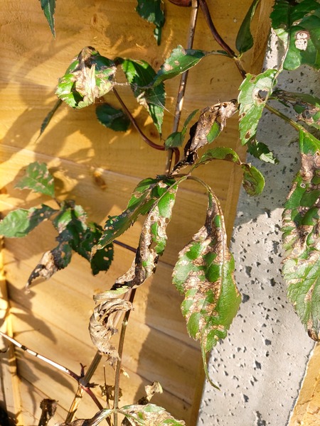 What's wrong with this plant?