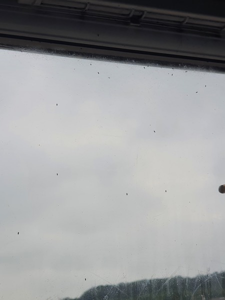 Flies on windows... HELP!