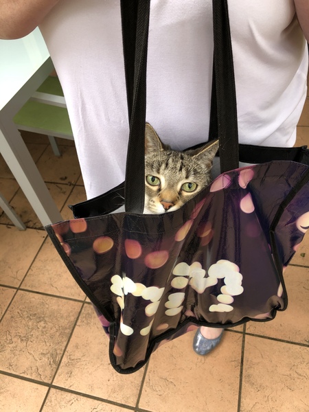 The answer is "Because she's a cat"