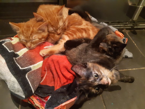 Best kitten photo ever