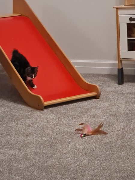 New Kitten After Heartbreak