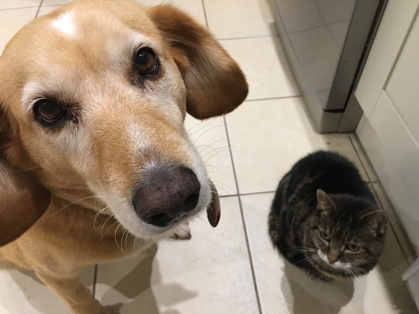 Our cat won’t come downstairs after new puppy