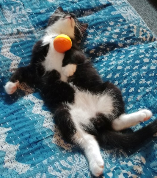 Where is kitten hiding toys?