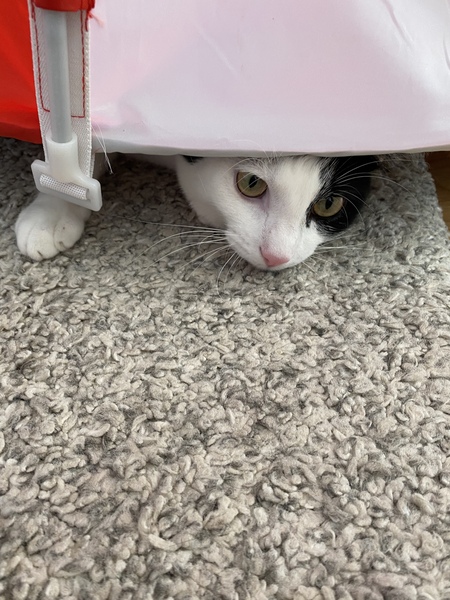 DCat has brought in a mouse. What do I do?