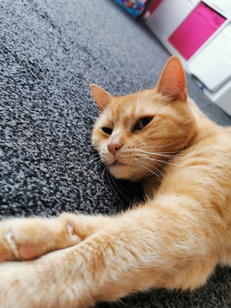 How to stop my cats getting fat