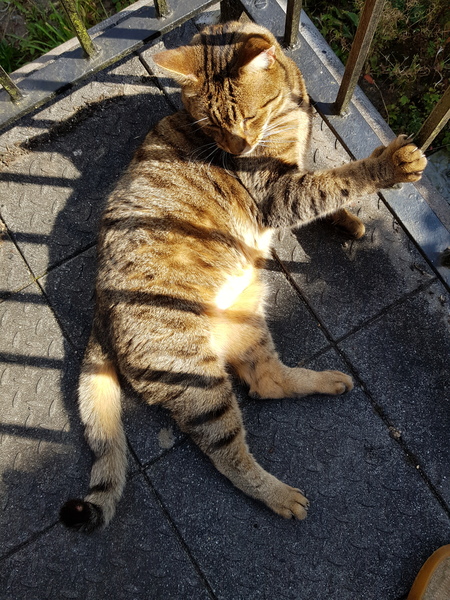 Thug cat part 4.  After all, it's not my Axminster.