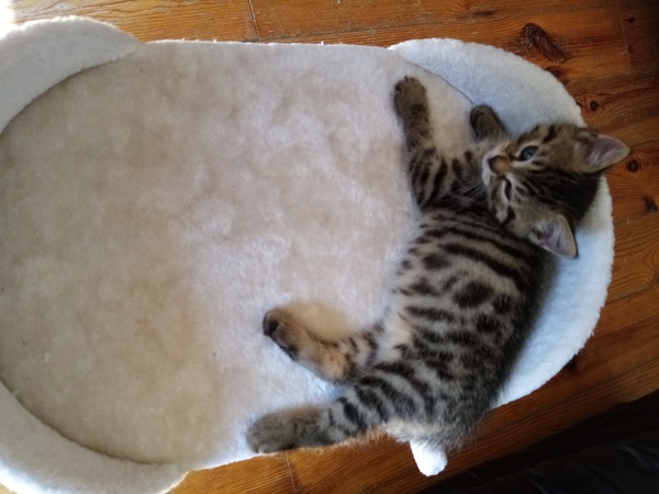Best kitten photo ever
