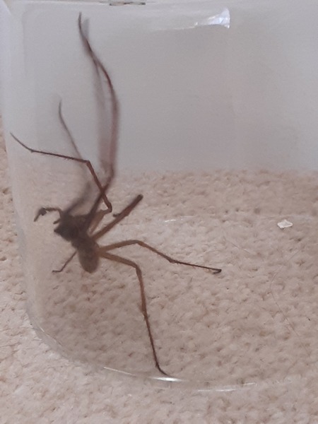 spiders are on steroids this year